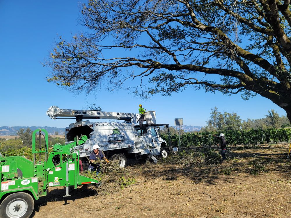 Workers operating a tree maintenance service with specialized equipment near a vineyard.