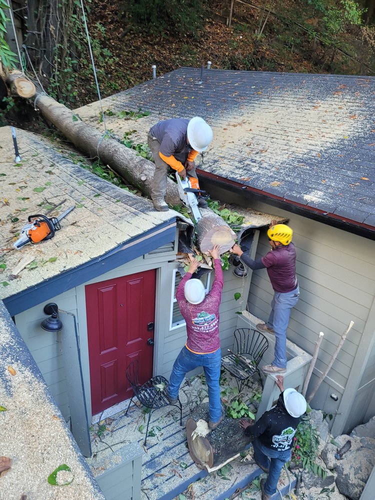 Workers performing tree removal on a fallen tree from a house roof using chainsaws and manual tools.