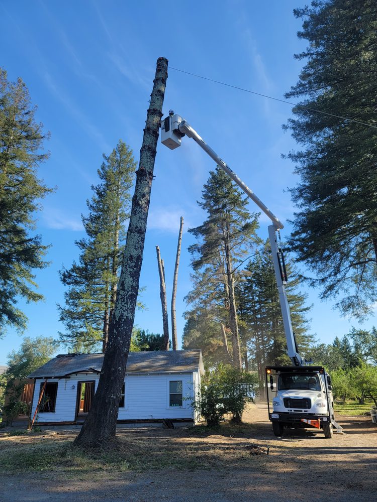 An arborist conducting tree maintenance using a bucket truck near a small house.