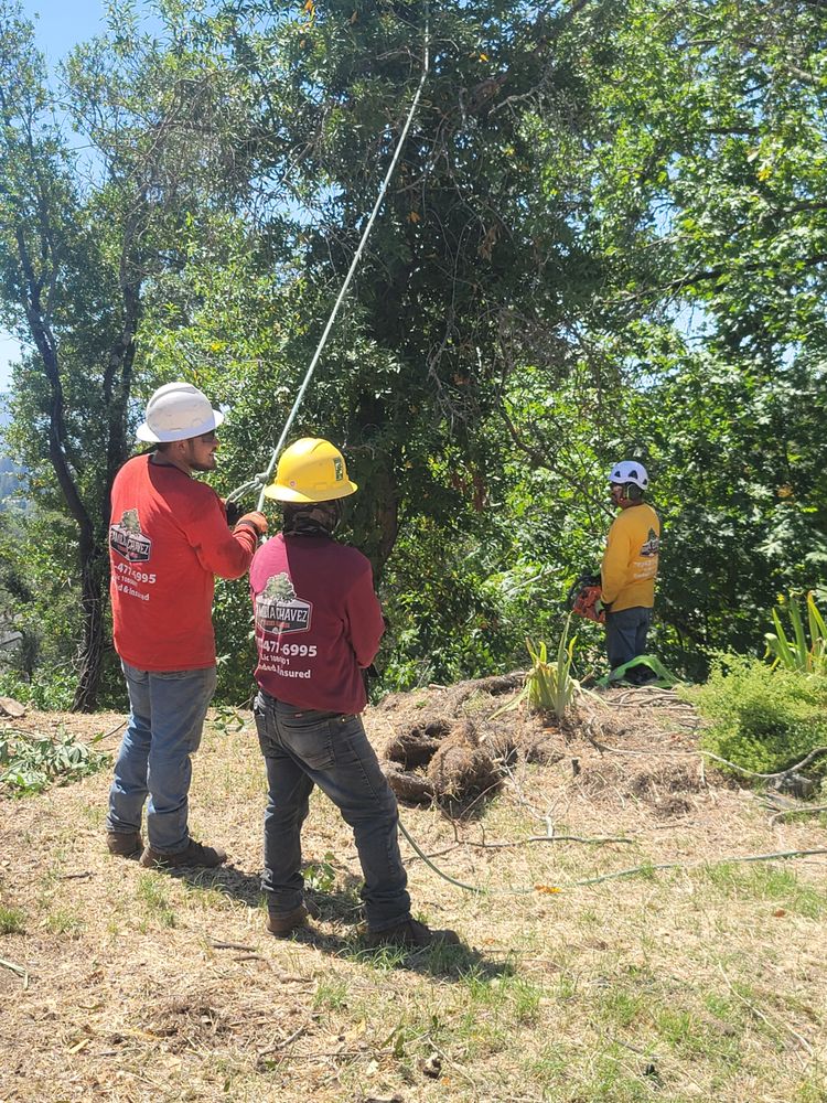 Three workers in safety gear conducting emergency tree service.