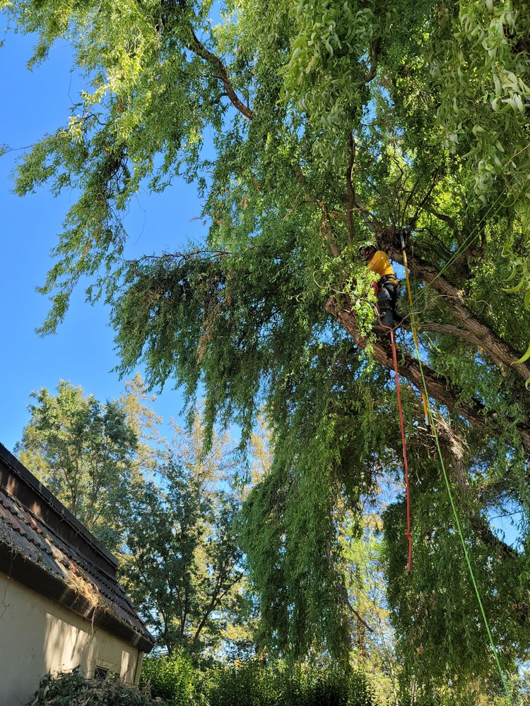 A person wearing safety gear while performing tree pruning near a building under clear blue skies.