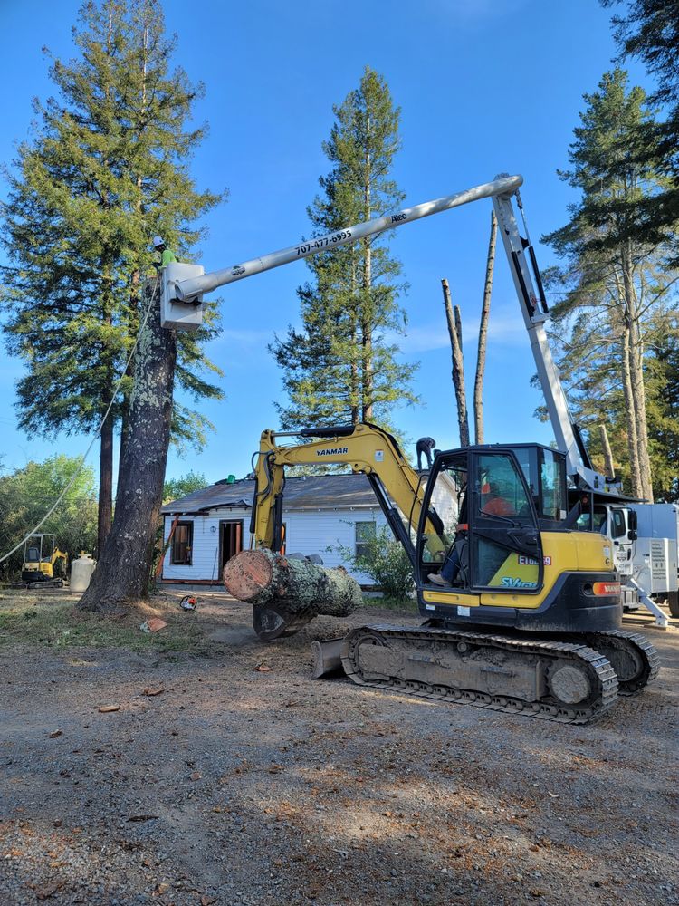 Tree removal and tree trimming process using an excavator with a grapple attachment and a worker in an aerial lift cutting down a large tree near a house.