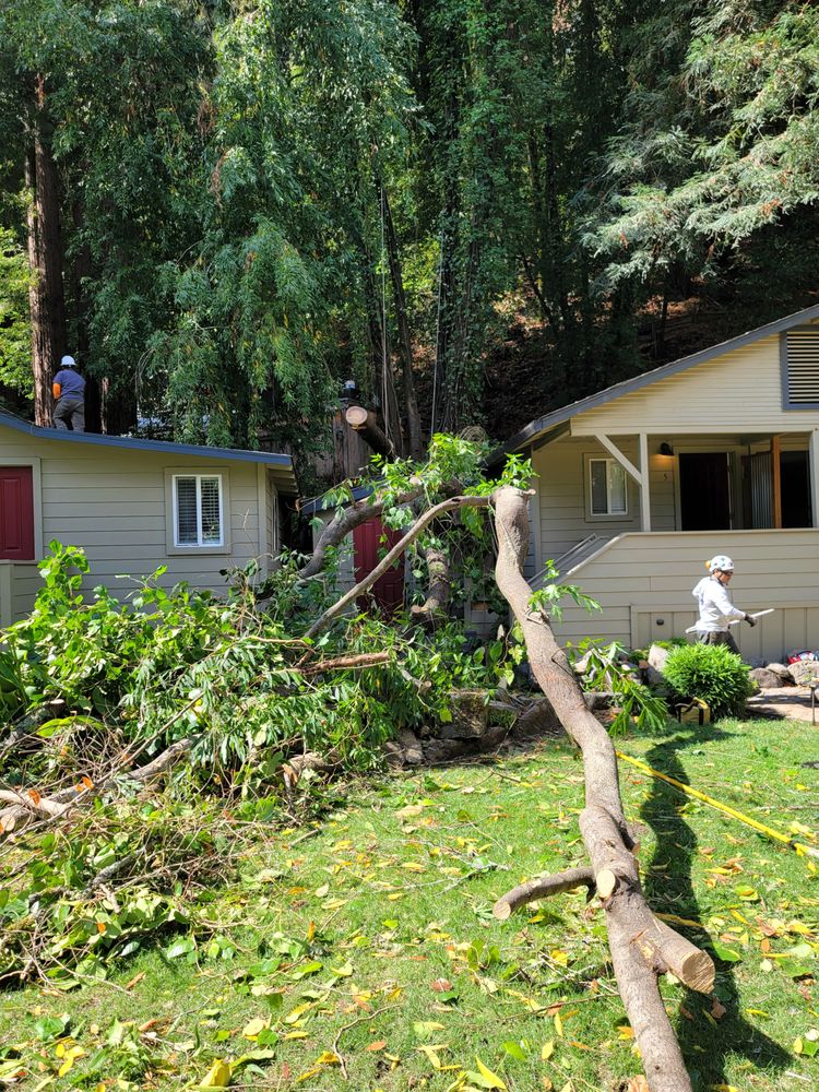 Tree removal in progress near a residential home with workers and debris around, part of an emergency tree service.