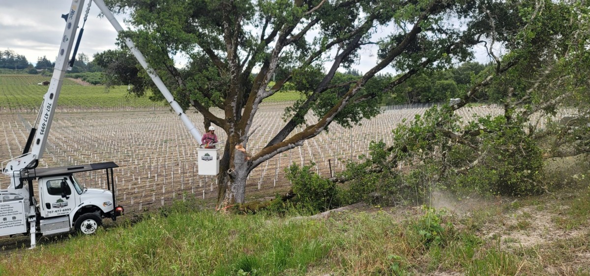 A worker in a bucket truck performing tree pruning near a vineyard.