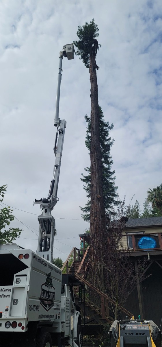 Tree maintenance operation underway using a bucket truck.