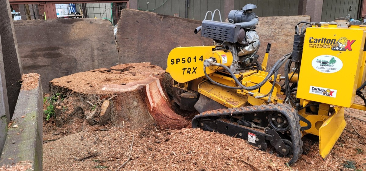 A stump grinding machine at work following tree removal on a freshly cut tree stump.