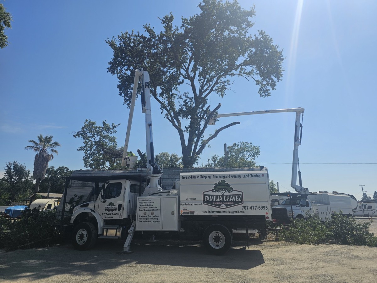 A tree maintenance service truck with an extended crane positioned near a large tree under a clear sky.