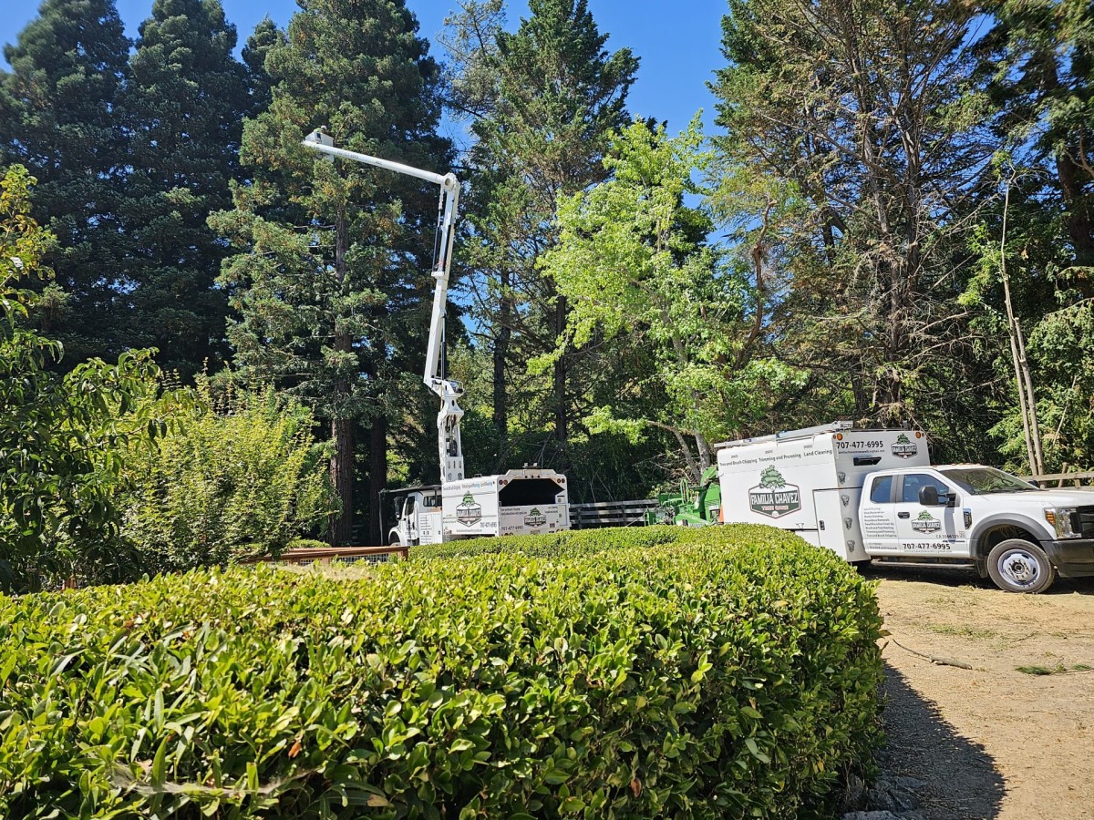 A tree maintenance truck with a mounted lift parked beside tall trees.